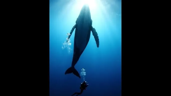 爱电影久久 - 深蓝星球：探索海洋深处的未知世界